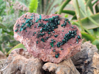 Natural Dioptase on Dolomite Matrix Specimen x 1 From Likasi, Congo