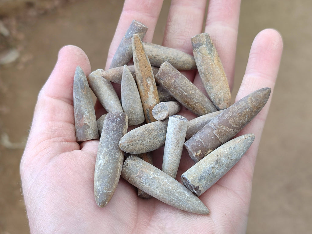 Natural Belemnite Rostrum Fossils x 2.4 Kg Lot From Madagascar - Toprock Gemstones and Minerals 
