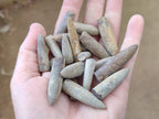 Natural Belemnite Rostrum Fossils x 2.4 Kg Lot From Madagascar - Toprock Gemstones and Minerals 