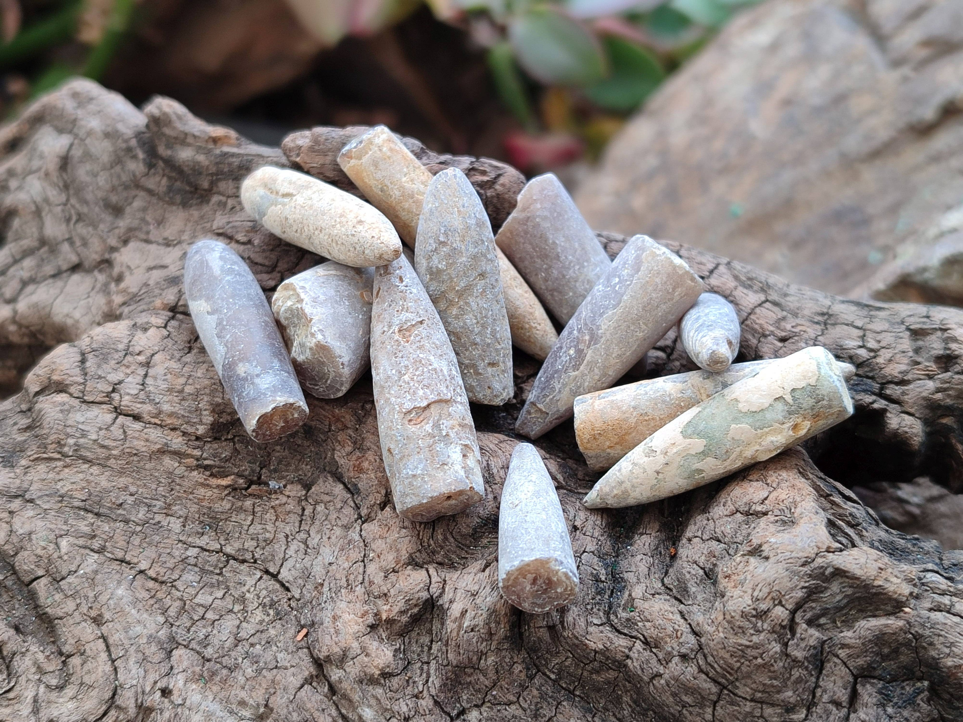 Natural Belemnite Rostrum Fossils x 2.4 Kg Lot From Madagascar - Toprock Gemstones and Minerals 