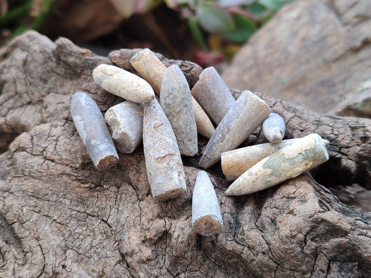 Natural Belemnite Rostrum Fossils x 2.4 Kg Lot From Madagascar - Toprock Gemstones and Minerals 