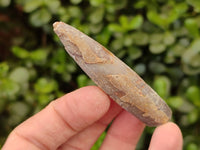 Natural Belemnite Rostrum Fossils x 2.4 Kg Lot From Madagascar