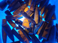Natural Belemnite Rostrum Fossils x 2.4 Kg Lot From Madagascar