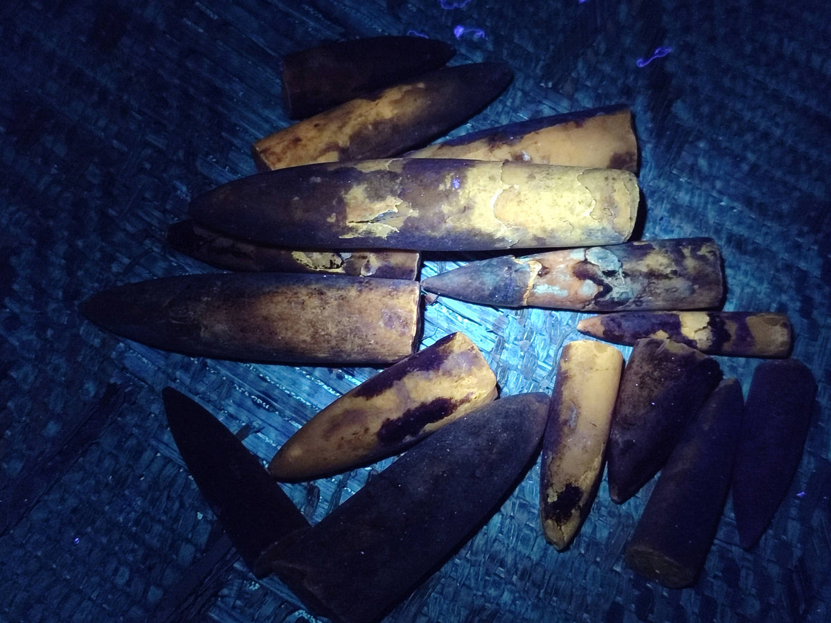 Natural Belemnite Rostrum Fossils x 2.4 Kg Lot From Madagascar - Toprock Gemstones and Minerals 