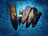 Natural Belemnite Rostrum Fossils x 2.4 Kg Lot From Madagascar