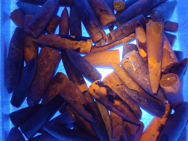 Natural Belemnite Rostrum Fossils x 2.4 Kg Lot From Madagascar