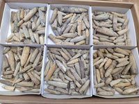 Natural Belemnite Rostrum Fossils x 2.4 Kg Lot From Madagascar