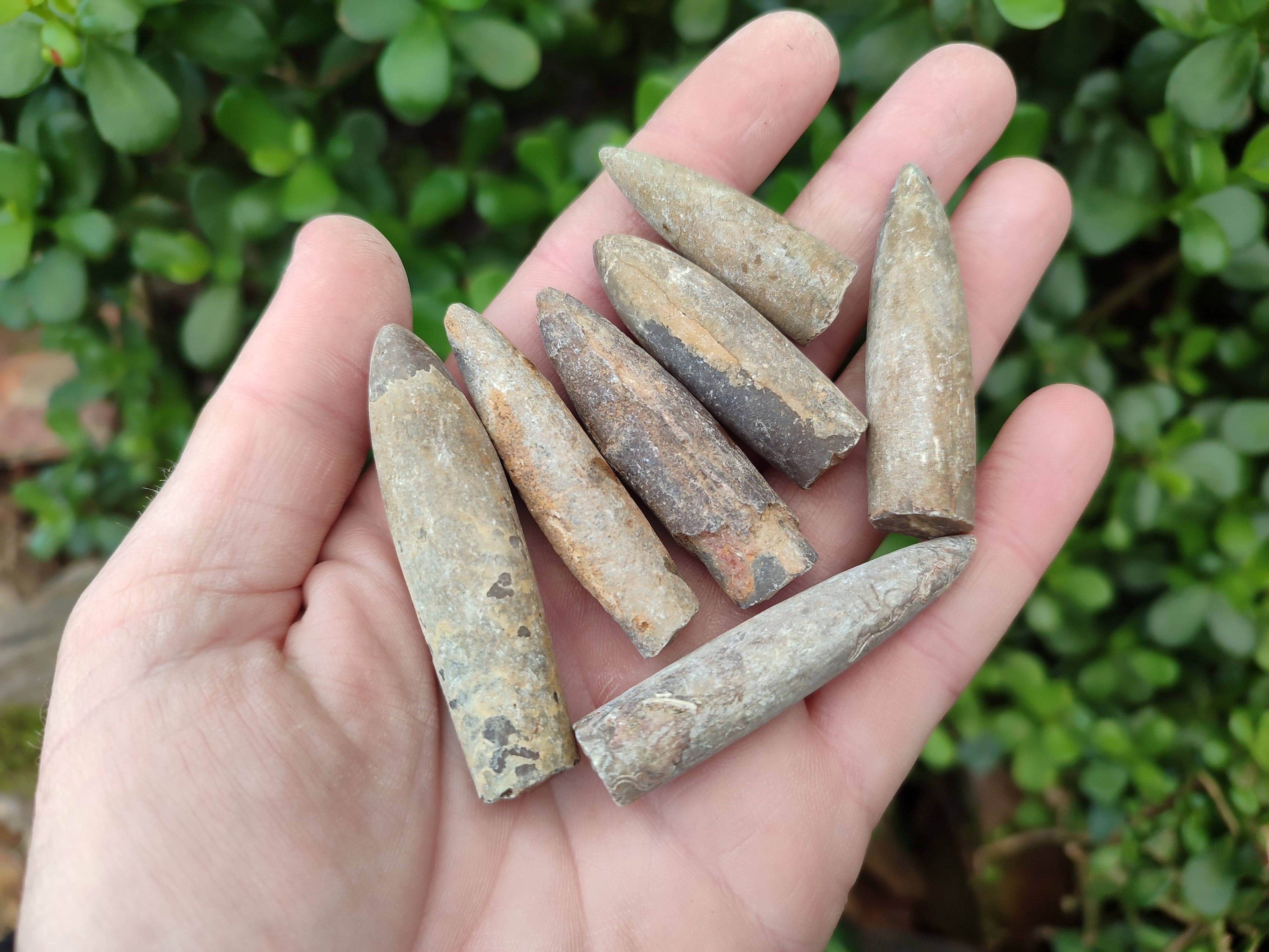 Natural Belemnite Rostrum Fossils x 2.4 Kg Lot From Madagascar - Toprock Gemstones and Minerals 