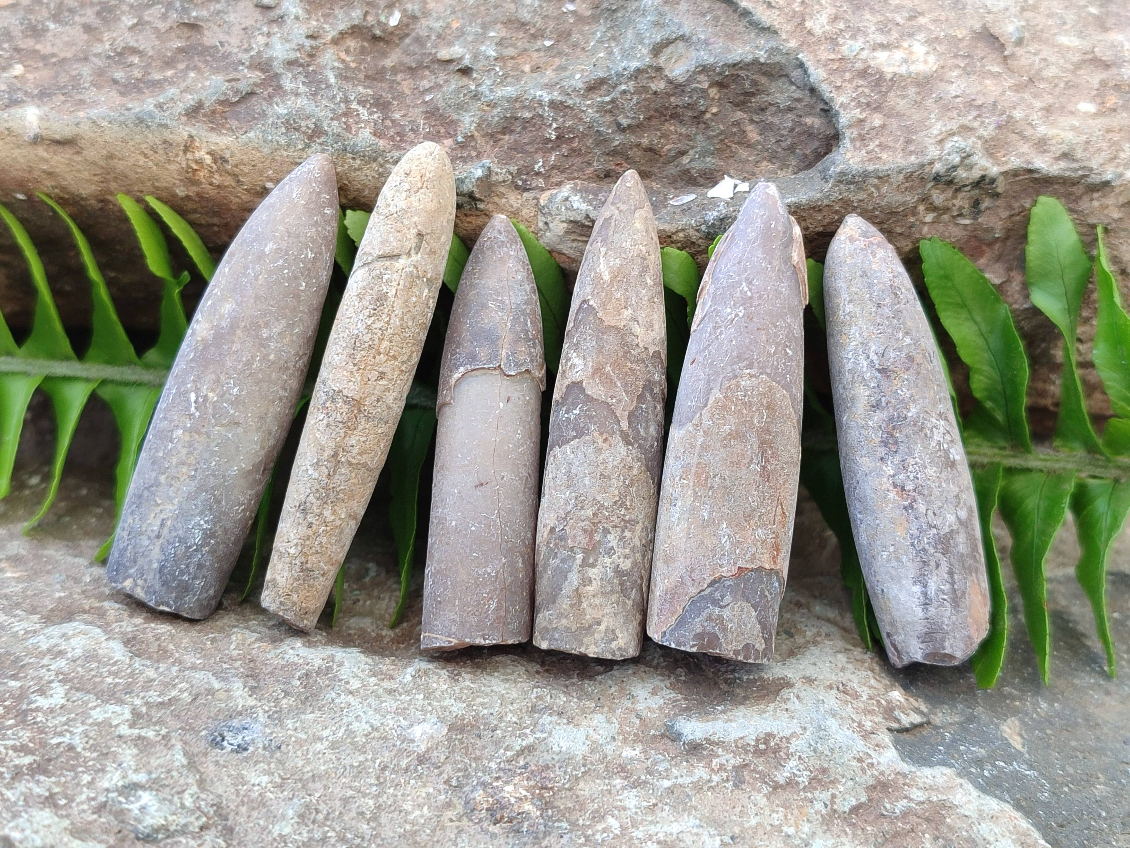 Natural Belemnite Rostrum Fossils x 2.4 Kg Lot From Madagascar - Toprock Gemstones and Minerals 