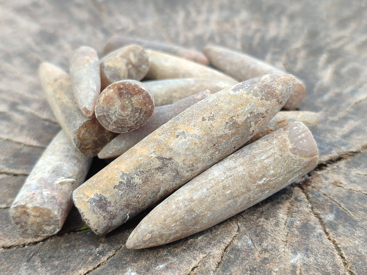 Natural Belemnite Rostrum Fossils x 2.4 Kg Lot From Madagascar - Toprock Gemstones and Minerals 
