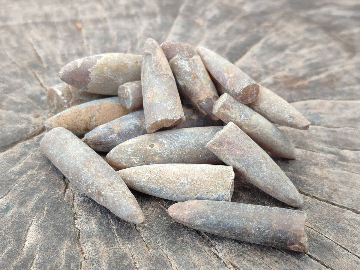 Natural Belemnite Rostrum Fossils x 2.4 Kg Lot From Madagascar - Toprock Gemstones and Minerals 