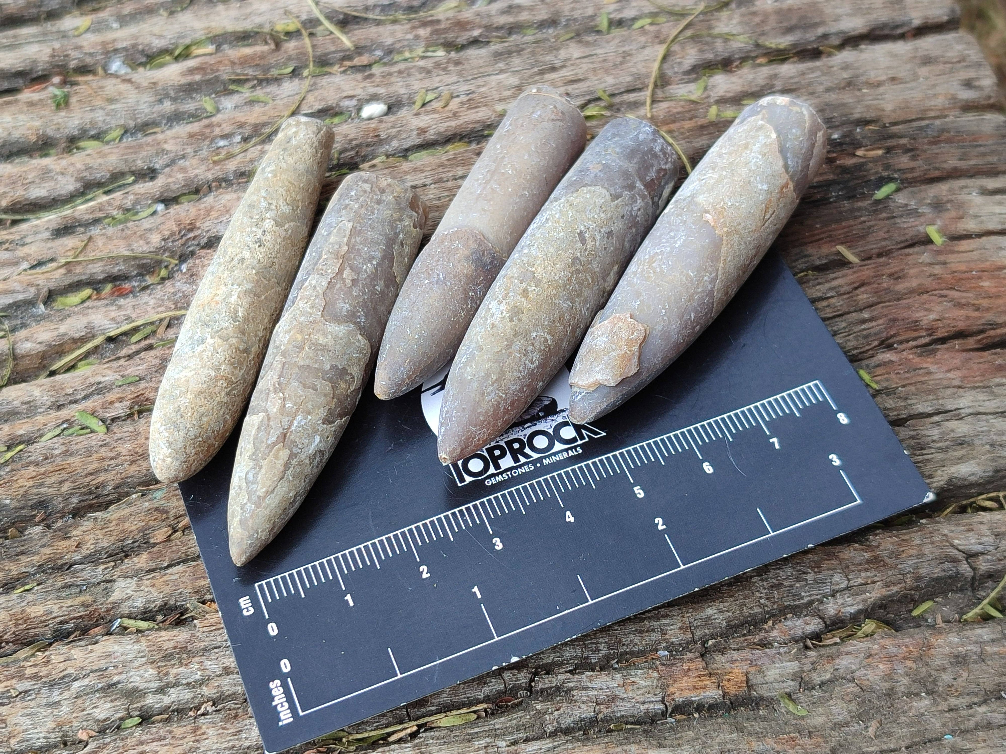 Natural Belemnite Rostrum Fossils x 2.4 Kg Lot From Madagascar - Toprock Gemstones and Minerals 