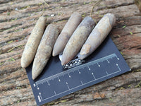 Natural Belemnite Rostrum Fossils x 2.4 Kg Lot From Madagascar