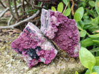 Natural Drusy Salrose on Dolomite Matrix Specimens x 6 From Kakanda, Congo
