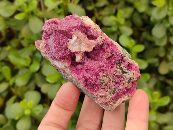 Natural Drusy Salrose on Dolomite Matrix Specimens x 6 From Kakanda, Congo