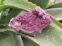 Natural Drusy Salrose on Dolomite Matrix Specimens x 6 From Kakanda, Congo