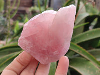 Natural Pink Rose Quartz Cobbed Specimens x 12 From North Cape, South Africa