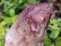 Natural Hematoid Quartz Crystals x 6 From Zimbabwe