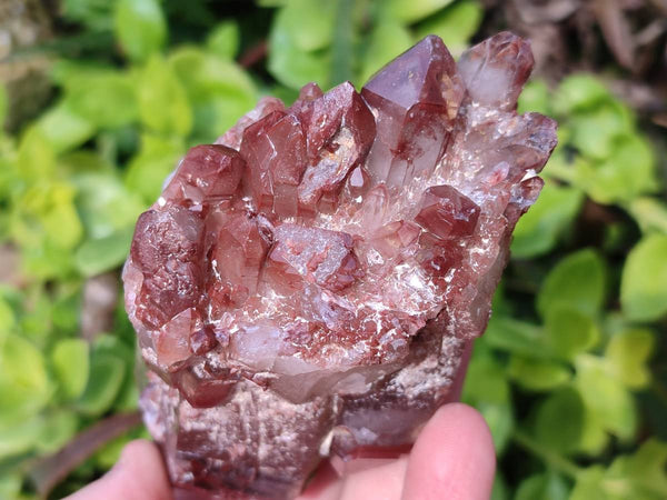 Natural Hematoid Quartz Crystals x 6 From Zimbabwe