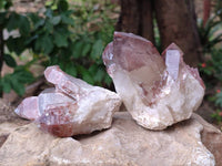 Natural Hematoid Quartz Crystals x 6 From Zimbabwe