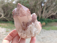 Natural Hematoid Quartz Crystals x 6 From Zimbabwe