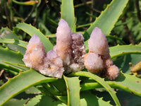 Natural Amethyst Spirit Quartz Crystals x 20 From South Africa