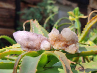 Natural Amethyst Spirit Quartz Crystals x 20 From South Africa