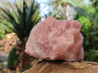 Natural Pink Rose Quartz Cobbed Specimens x 12 From North Cape, South Africa