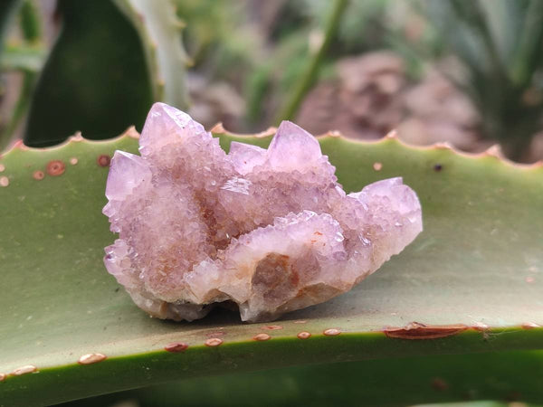 Natural Amethyst Spirit Quartz Crystals x 20 From South Africa