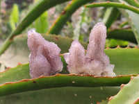 Natural Amethyst Spirit Quartz Crystals x 20 From South Africa