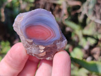 Polished On One Side Red Sashe River Agate Nodules x 24 From Zimbabwe
