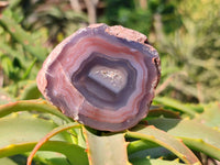 Polished On One Side Red Sashe River Agate Nodules x 24 From Zimbabwe