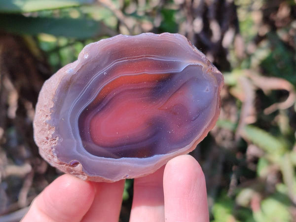 Polished On One Side Red Sashe River Agate Nodules x 24 From Zimbabwe
