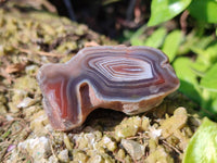 Polished On One Side Red Sashe River Agate Nodules x 24 From Zimbabwe