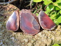 Polished On One Side Red Sashe River Agate Nodules x 24 From Zimbabwe