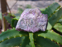 Natural Stichtite Specimens x 48 From Barberton, South Africa