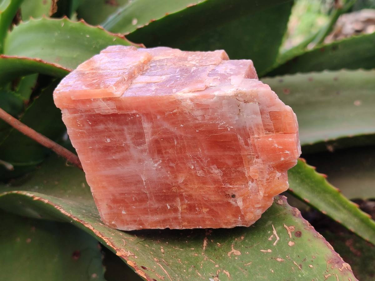 Natural Sunset Orange Calcite Specimens x 4 From Spitzkop, Namibia - Toprock Gemstones and Minerals 