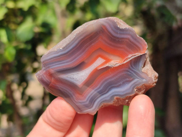 Polished On One Side Red Sashe River Agate Nodules x 24 From Zimbabwe