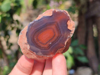 Polished On One Side Red Sashe River Agate Nodules x 24 From Zimbabwe