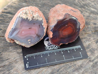 Polished On One Side Red Sashe River Agate Nodules x 24 From Zimbabwe