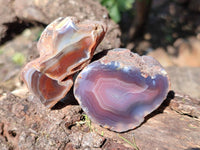 Polished On One Side Red Sashe River Agate Nodules x 24 From Zimbabwe