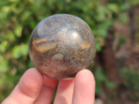 Polished Pharaoh Stone Spheres x 2 From Zimbabwe