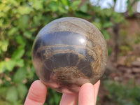 Polished Pharaoh Stone Spheres x 2 From Zimbabwe