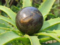 Polished Pharaoh Stone Spheres x 2 From Zimbabwe