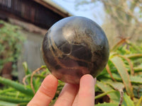 Polished Pharaoh Stone Spheres x 2 From Zimbabwe