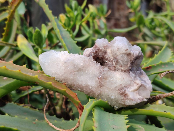 Natural Spirit Quartz Crystals x 12 From South Africa