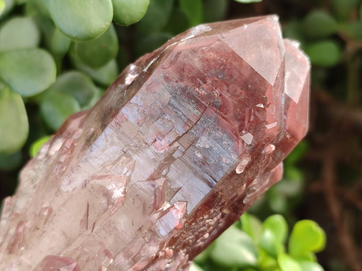 Natural Hematoid Quartz Crystals x 6 From Zimbabwe - Toprock Gemstones and Minerals 