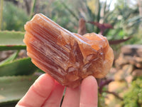 Natural Honey Aragonite Specimens x 6 From Namibia