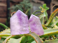 Polished Window Amethyst Crystals x 12 From Madagascar