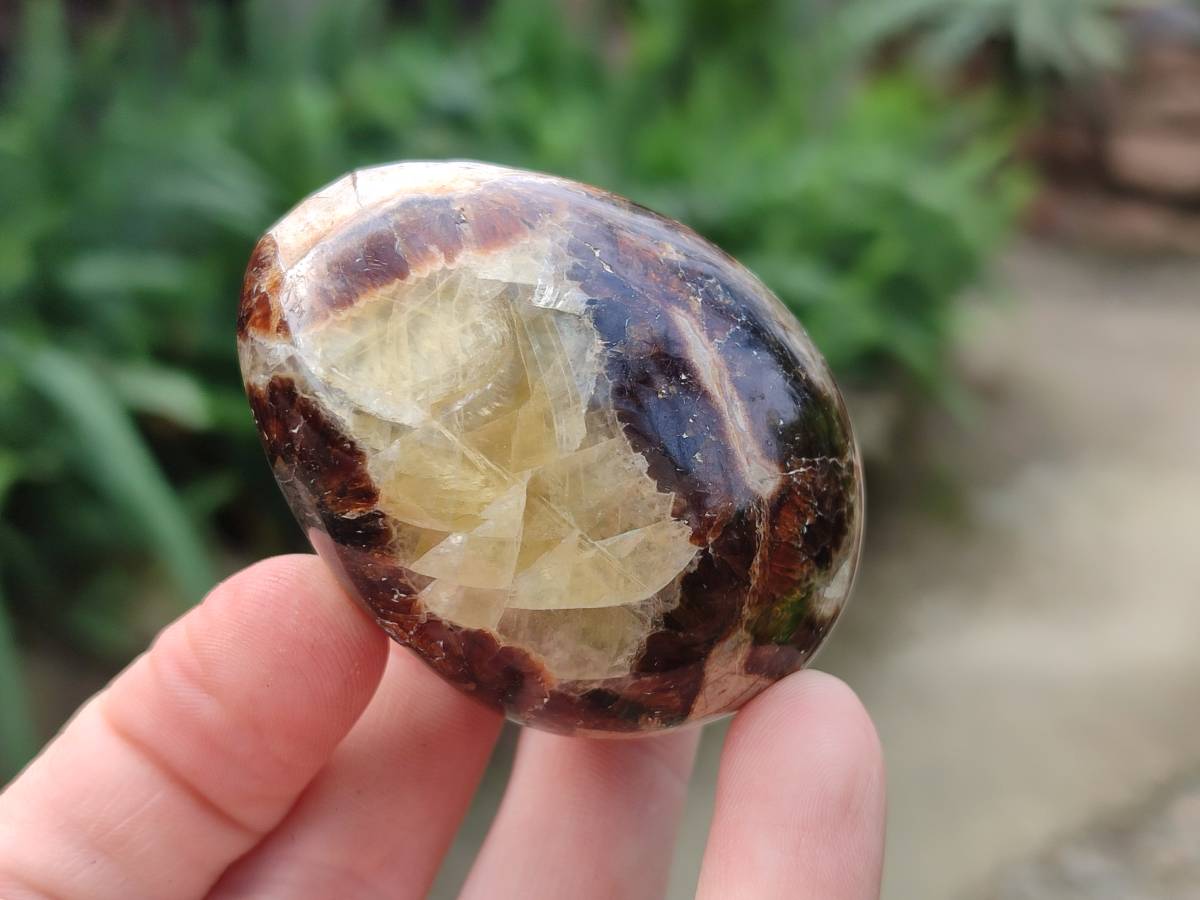 Polished Septerye Palm Stones x 12 From Madagascar - Toprock Gemstones and Minerals 